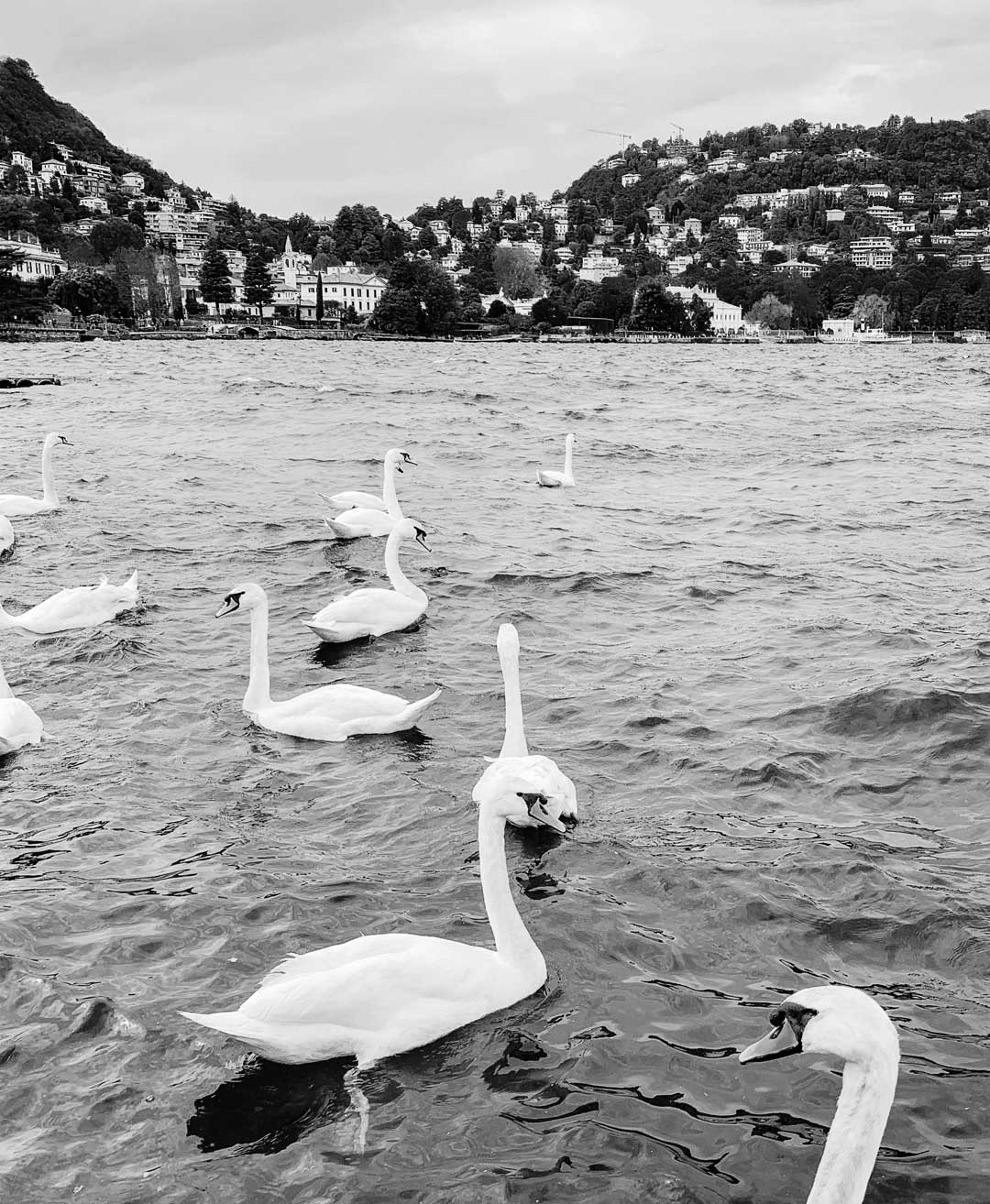 Cigni che nuotano nelle acque del lago di Como